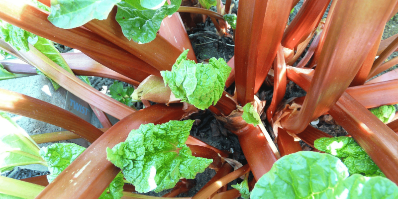 Rhubarb plant