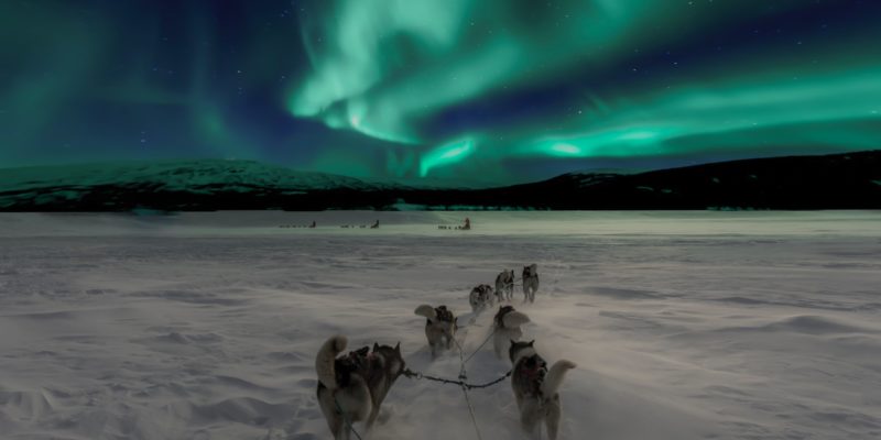 Husky dogs under northern lights